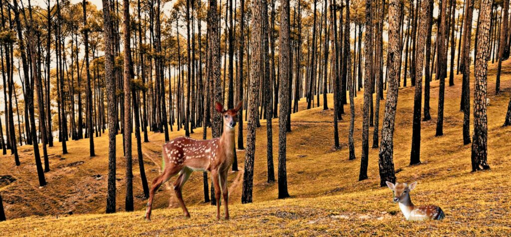 Ranikhet-Golf-course