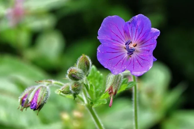 Valley of Flowers UNESCO Site